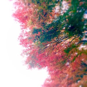 比叡山の紅葉風景