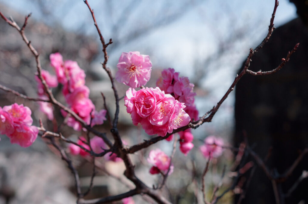 菅原天満宮の梅の花写真