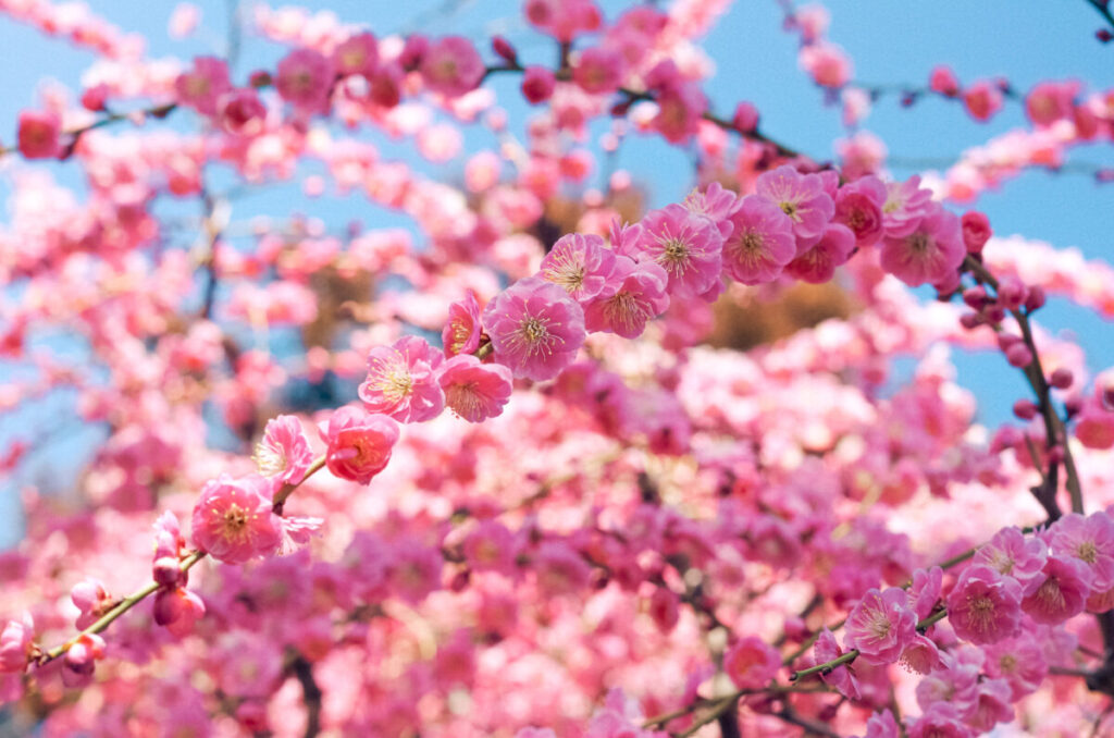 菅原天満宮の梅の花写真